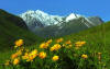 Горицвет весенний.Северо-Чуйский хребет (календарь 2009.фото Павел Филатов)