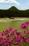 Цветы маральника.Река катунь.(календарь 2009.фото Павел Филатов)
